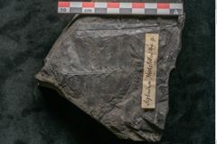 Foto (Detailansicht) von Asplenium hochstetteri Unger (NHMW-GEO-2024-0188-10302)